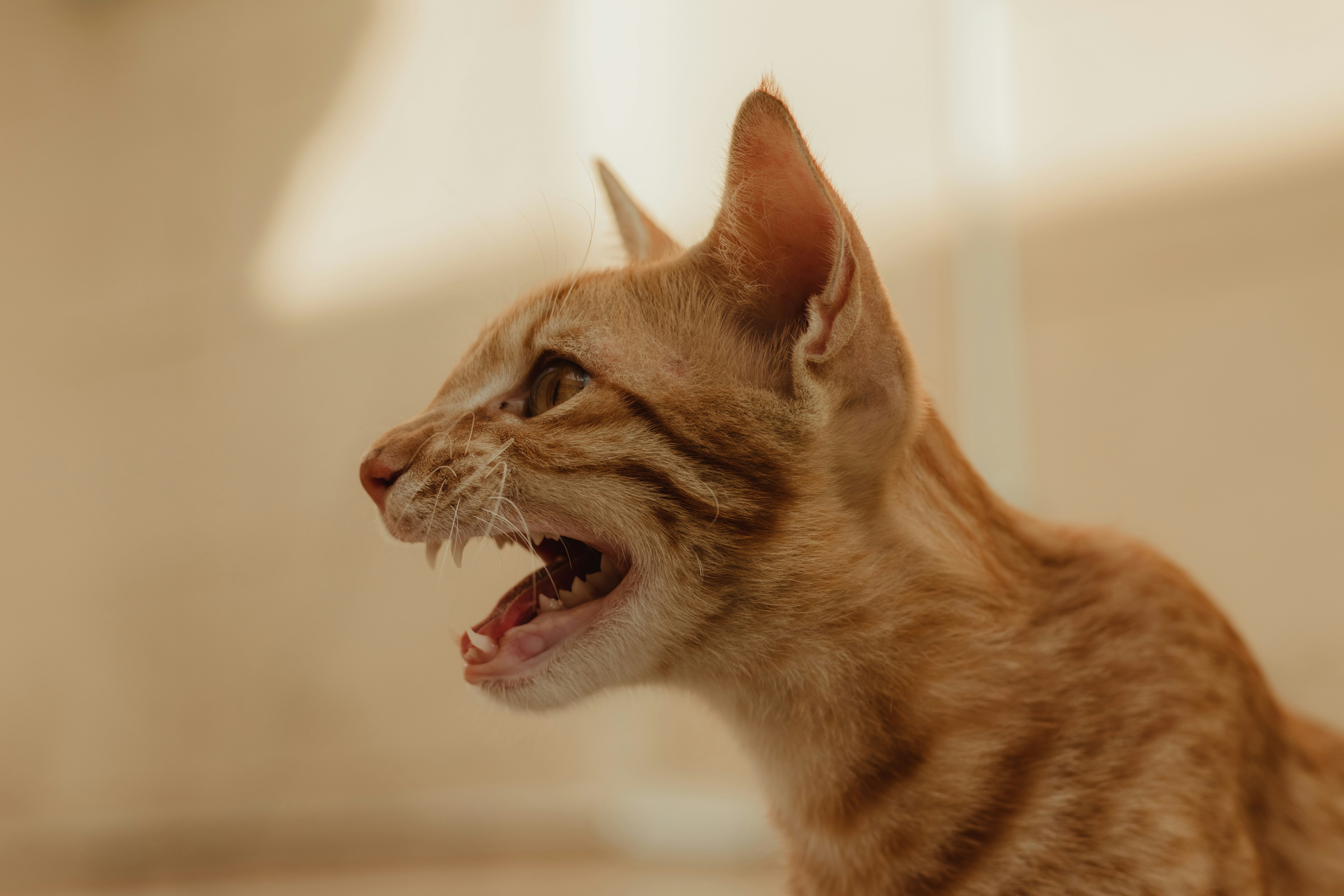 orange tabby cat in close up photography